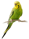 Cockatoo Talking