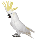 Cockatoo Talking