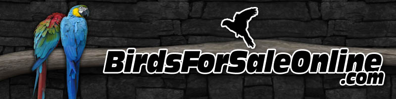 BirdsForSaleOnline.com