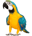 Macaw Talking
